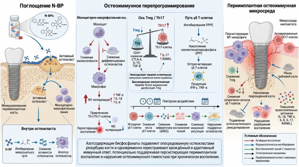 Рис. 2. Остеоиммунные механизмы действия бисфосфонатов