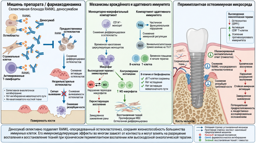 Рис. 3. Остеоиммунные механизмы действия деносумаба