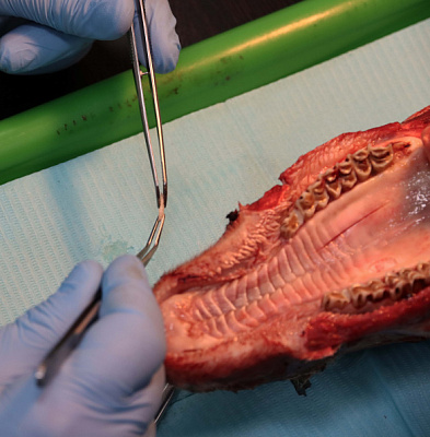 мягкие ткани (4)