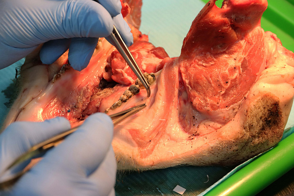 мягкие ткани (25)