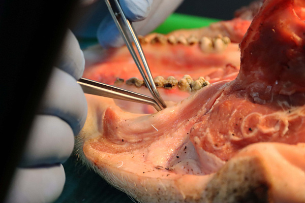 мягкие ткани (17)