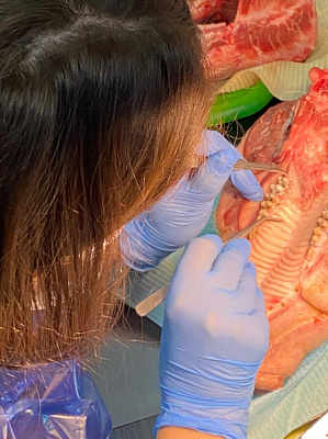 5 Хирургический курс по пародонтологии общая галерея