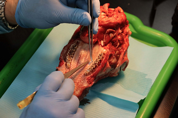 мягкие ткани (12)