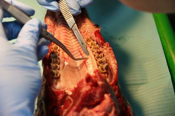 мягкие ткани (26)