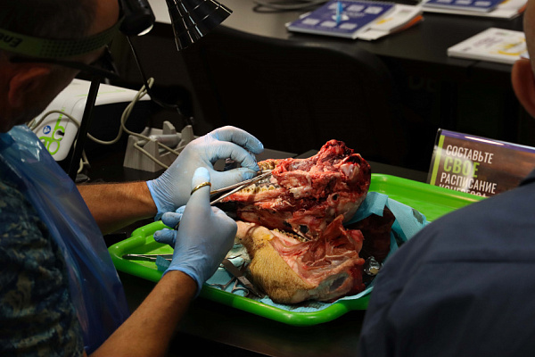 мягкие ткани (15)