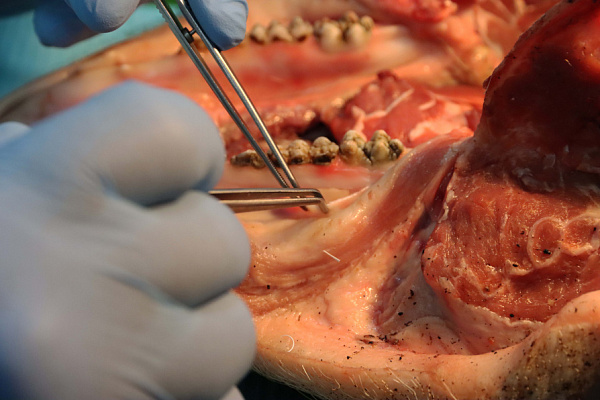 мягкие ткани (18)