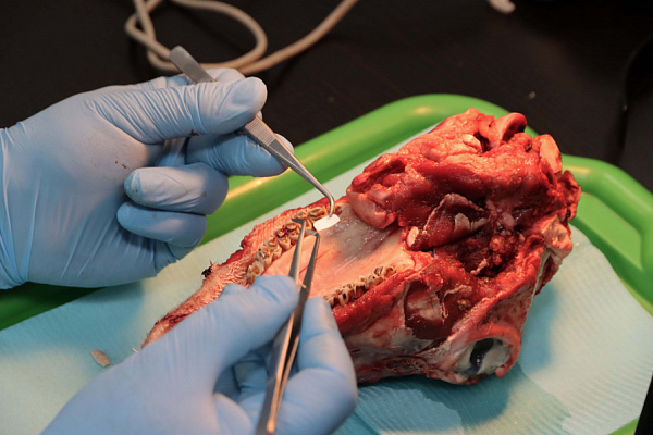 мягкие ткани (5)