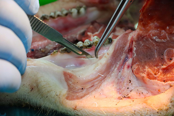 мягкие ткани (19)