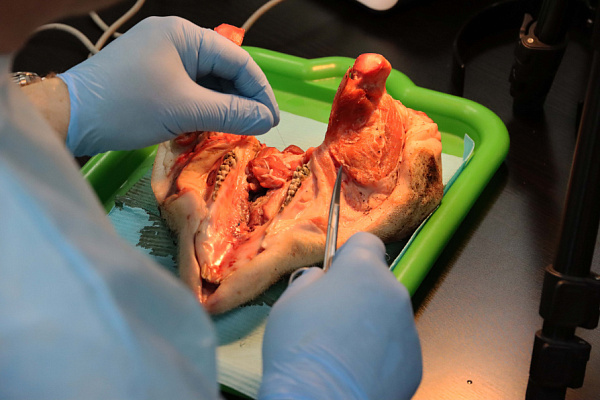 мягкие ткани (24)