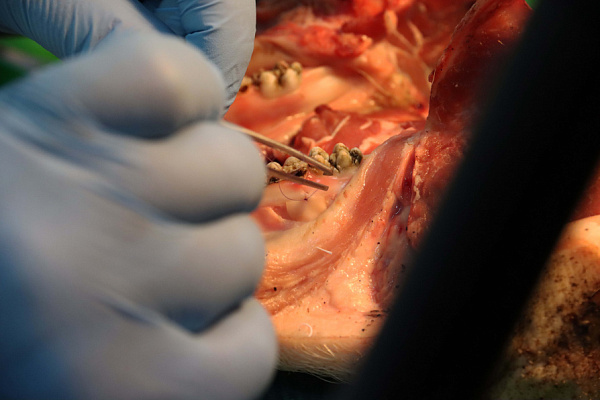 мягкие ткани (23)